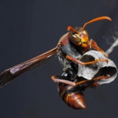 Polistes (Polistella) humilis at Evatt, ACT - 14 Oct 2017