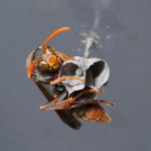 Polistes (Polistella) humilis at Evatt, ACT - 14 Oct 2017