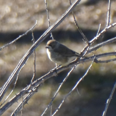 Aphelocephala leucopsis (Southern Whiteface) at Jerrabomberra, NSW - 14 Jul 2019 by Wandiyali