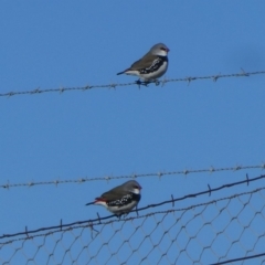 Stagonopleura guttata (Diamond Firetail) at Jerrabomberra, NSW - 13 Jul 2019 by Wandiyali