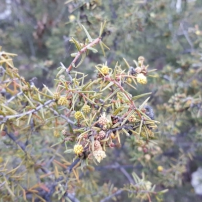 Acacia ulicifolia (Prickly Moses) at O'Malley, ACT - 14 Jul 2019 by Mike