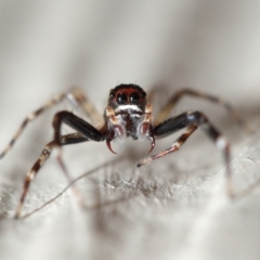 Helpis minitabunda (Threatening jumping spider) at Evatt, ACT - 13 Nov 2017 by TimL