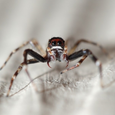 Helpis minitabunda (Threatening jumping spider) at Evatt, ACT - 12 Nov 2017 by TimL