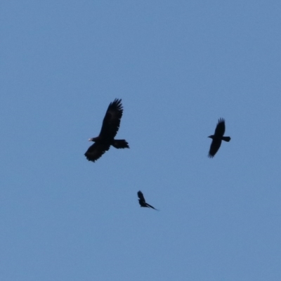 Aquila audax (Wedge-tailed Eagle) at Symonston, ACT - 14 Jul 2019 by redsnow