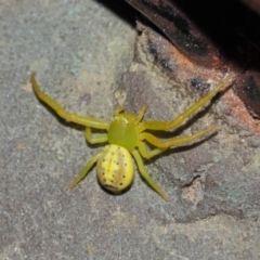 Lehtinelagia sp. (genus) at Evatt, ACT - 25 Nov 2017 03:37 PM