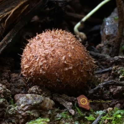 Geastrum sp. (Geastrum sp.) at Box Cutting Rainforest Walk - 14 Jul 2019 by John C