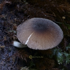 Pluteus sp. at Kianga, NSW - 12 Jul 2019 by Teresa