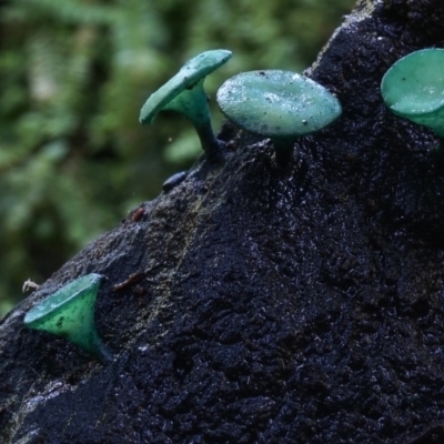 Chlorociboria aeruginascens (Green Stain Elf Cups) at Box Cutting Rainforest Walk - 13 Jul 2019 by Teresa