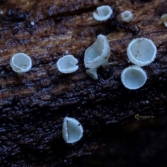 zz – ascomycetes - apothecial (Cup fungus) at Kianga, NSW - 13 Jul 2019 by Teresa
