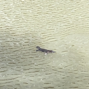 Ornithorhynchus anatinus at Tuggeranong DC, ACT - 14 Jul 2019