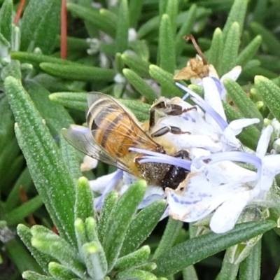 Apis mellifera (European honey bee) at Yarralumla, ACT - 16 Jun 2019 by JanetRussell