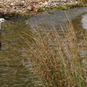 Egretta novaehollandiae at Parkes, ACT - 8 Mar 2019 12:28 PM