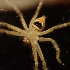 Neosparassus calligaster at Spence, ACT - 11 Jul 2019 09:48 PM