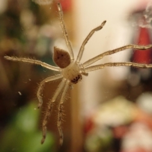 Neosparassus calligaster at Spence, ACT - 11 Jul 2019