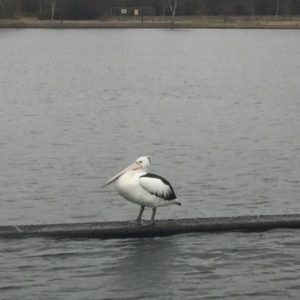 Pelecanus conspicillatus at Parkes, ACT - 6 Jul 2018 11:44 AM