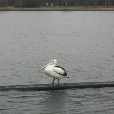 Pelecanus conspicillatus (Australian Pelican) at Commonwealth & Kings Parks - 6 Jul 2018 by JanetRussell