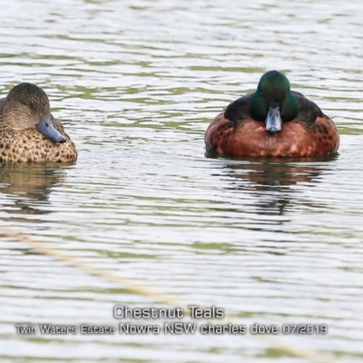 Anas castanea (Chestnut Teal) at South Nowra, NSW - 13 Jul 2019 by CharlesDove