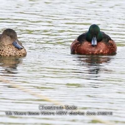 Anas castanea (Chestnut Teal) at South Nowra, NSW - 12 Jul 2019 by Charles Dove