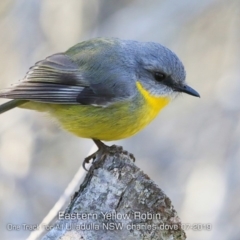 Eopsaltria australis (Eastern Yellow Robin) at Ulladulla, NSW - 13 Jul 2019 by CharlesDove