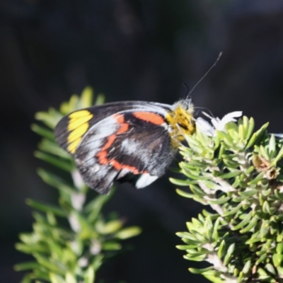 Delias nigrina (Black Jezebel) at Guerilla Bay, NSW - 13 Jul 2019 by LisaH