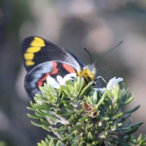 Delias nigrina at Guerilla Bay, NSW - 13 Jul 2019 04:34 PM