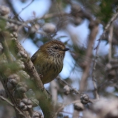 Acanthiza lineata (Striated Thornbill) at Moruya, NSW - 14 Jul 2019 by LisaH