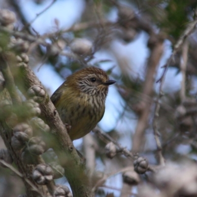 Acanthiza lineata (Striated Thornbill) at Moruya, NSW - 14 Jul 2019 by LisaH