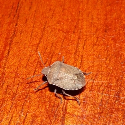 Dictyotus conspicuus (A shield or stink bug) at Reid, ACT - 25 Apr 2019 by JanetRussell