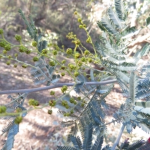 Acacia dealbata X Acacia decurrens at Fadden, ACT - 14 Jul 2019