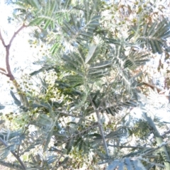 Acacia dealbata X Acacia decurrens at Fadden, ACT - 14 Jul 2019