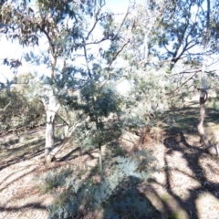 Acacia dealbata X Acacia decurrens at Fadden, ACT - 14 Jul 2019