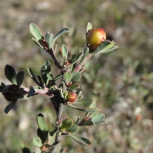 Hibbertia obtusifolia at Fadden, ACT - 14 Jul 2019