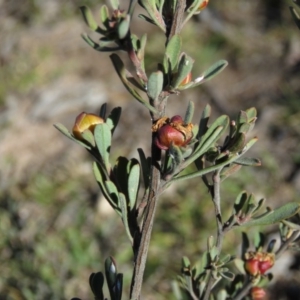 Hibbertia obtusifolia at Fadden, ACT - 14 Jul 2019