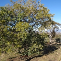 Acacia baileyana x Acacia decurrens (Cootamundra Wattle x Green Wattle (Hybrid)) at Wanniassa Hill - 14 Jul 2019 by KumikoCallaway