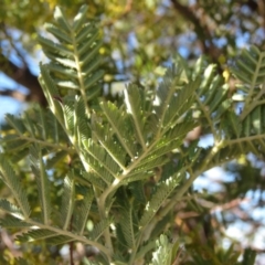 Acacia baileyana x Acacia decurrens at Fadden, ACT - 14 Jul 2019 09:41 AM