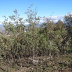 Acacia dealbata (Silver Wattle) at Fadden, ACT - 14 Jul 2019 by KumikoCallaway