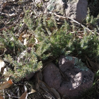 Juniperus communis (Juniper) at Fadden, ACT - 14 Jul 2019 by KumikoCallaway