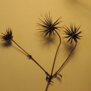 Bidens pilosa at Banks, ACT - 11 Jul 2019