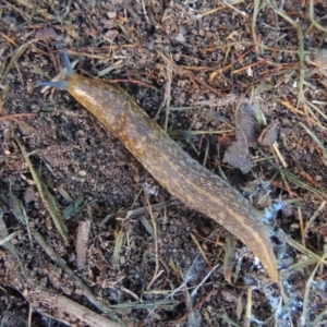 Limacus flavus at Conder, ACT - 9 Jul 2019