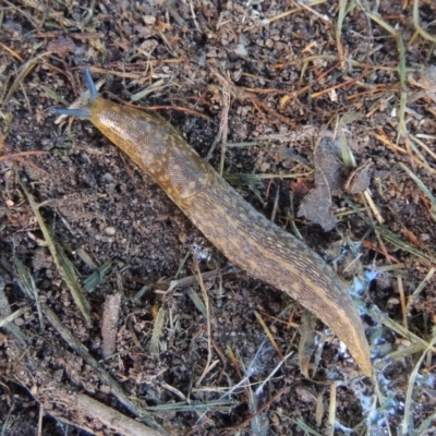 Limacus flavus (Yellow Cellar Slug) at Conder, ACT - 9 Jul 2019 by michaelb