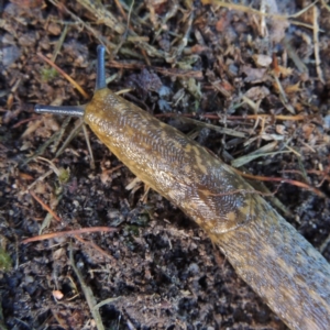 Limacus flavus at Conder, ACT - 9 Jul 2019 01:03 PM