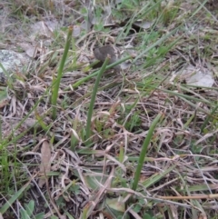 Microtis sp. (Onion Orchid) at Tuggeranong DC, ACT - 4 Sep 2014 by michaelb