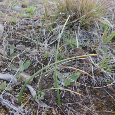 Microtis sp. (Onion Orchid) at Theodore, ACT - 13 Sep 2014 by MichaelBedingfield