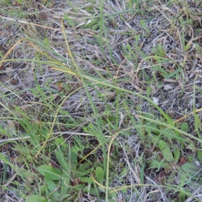 Microtis sp. (Onion Orchid) at Rob Roy Range - 22 Sep 2016 by MichaelBedingfield