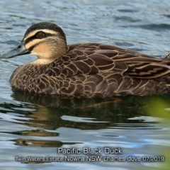 Anas superciliosa (Pacific Black Duck) at South Nowra, NSW - 13 Jul 2019 by CharlesDove