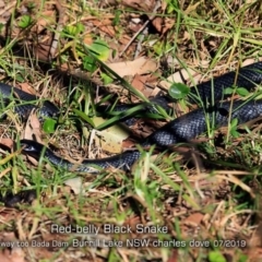 Pseudechis porphyriacus (Red-bellied Black Snake) at Burrill Lake, NSW - 14 Jul 2019 by CharlesDove