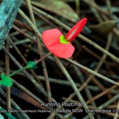 Kennedia prostrata (Running Postman) at Ulladulla, NSW - 12 Jul 2019 by CharlesDove