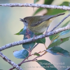 Acanthiza lineata (Striated Thornbill) at Ulladulla Reserves Bushcare - 11 Jul 2019 by CharlesDove