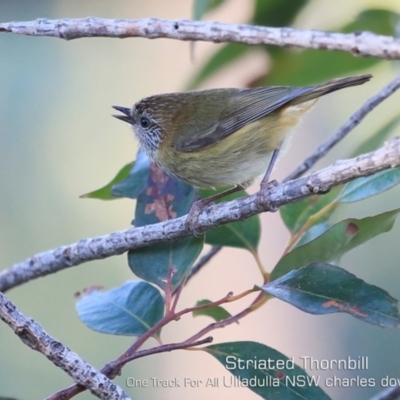 Acanthiza lineata (Striated Thornbill) at Ulladulla Reserves Bushcare - 11 Jul 2019 by CharlesDove