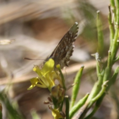 Theclinesthes serpentata (Saltbush Blue) at Red Hill, ACT - 15 Jul 2019 by LisaH